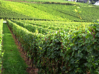 'Weinberge in Tiefenthal', 2010, PSch