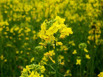 'Mustard Plant', mustard, 2008