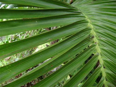 'Detail of a palm leaf. Florida', 2008, Eliasjorge4