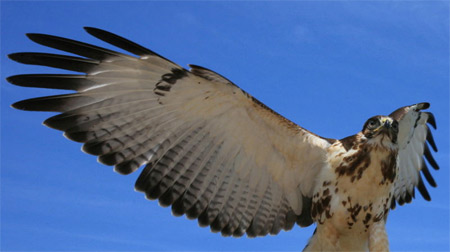 Eagle, 2006, Steve Jurvetson
