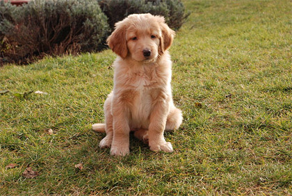 '7 weeks old hovawart puppy
', 2006, Bodlina