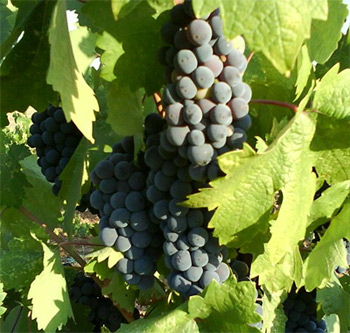 Zinfandel grapes ripening on a vine in Amador county, California. 2008, Anachronist.
