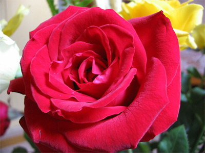 'Red Rose', 2005, Bela Dona