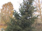 19. Dezember 2009 - Wie kommt der Weihnachtsbaum in die Bergkirche?